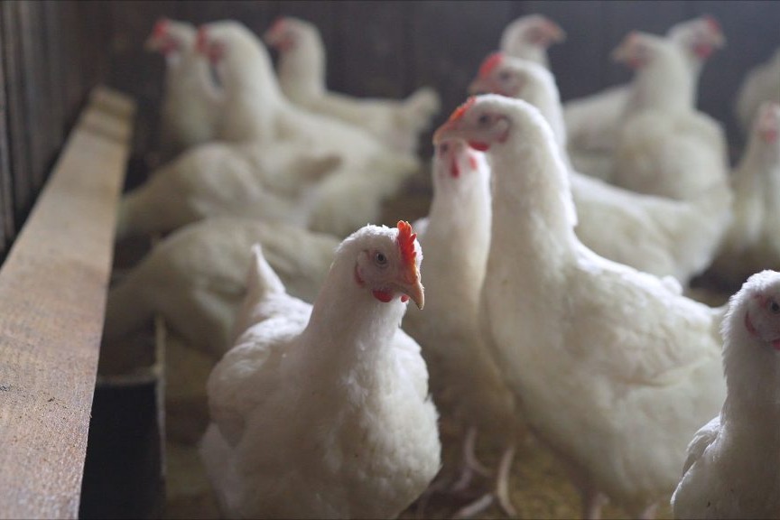 Bird flu: Centre makes registration of poultry farms mandatory, calls for amping up surveillance