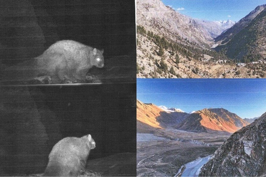 First photographic record of flying squirrel in Himachal