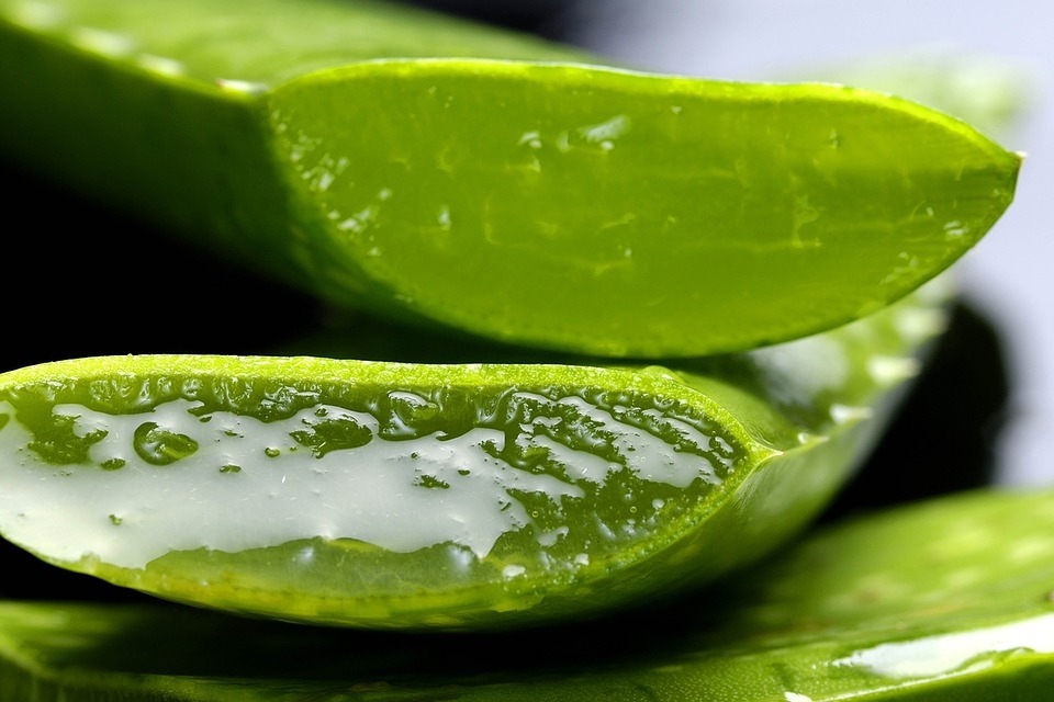 Truth About Aloe Vera: It’s More Powerful Than You Think