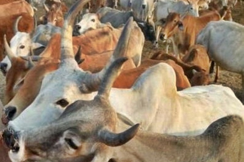 TTD denies deaths of over 100 cows in its goshala