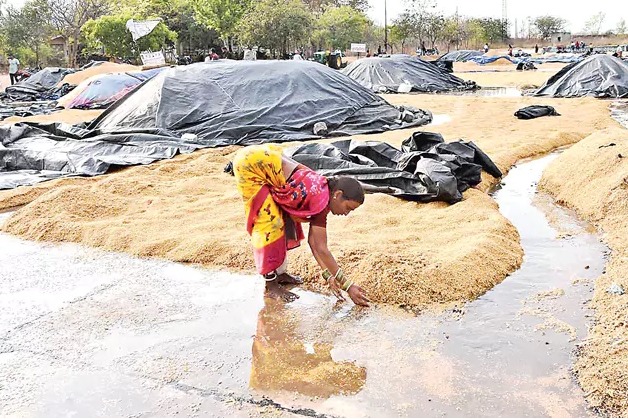 Heavy Rain and Hailstorm Ravage Crops Across Multiple Telangana Districts