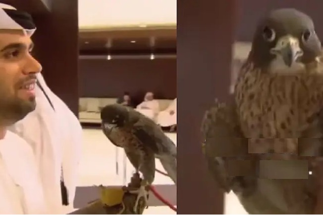Falcon with Passport Travels on a Plane