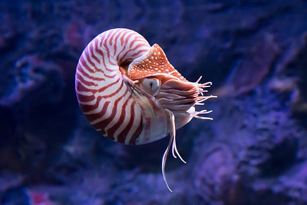 Top 10 Oldest Animals on Earth