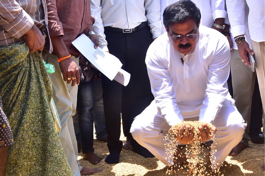Minister Nadeendla Walks Through Paddy Fields in Kakinada