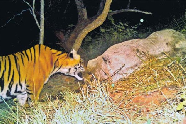 Nallamalla Forest Officials Warn Against Solo Entry