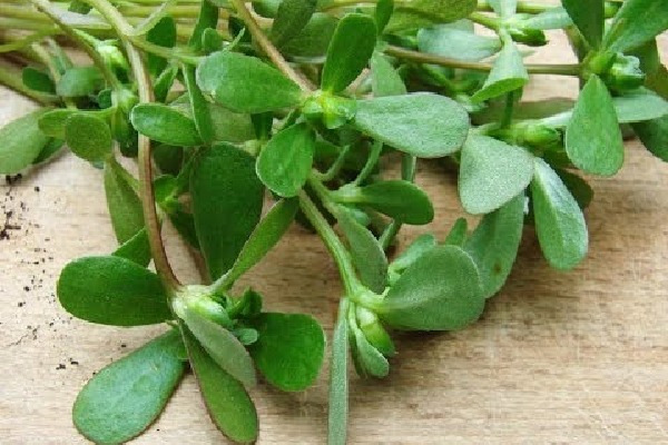 This Leafy Green Can Help Protect Your Heart, Manage Diabetes