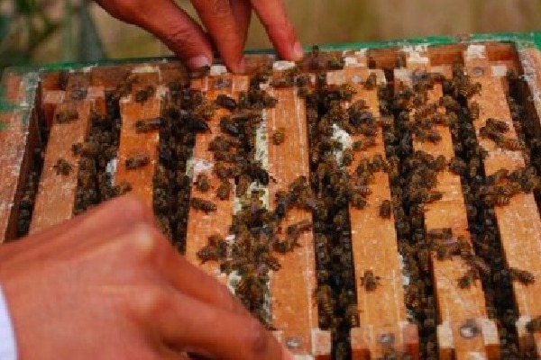 Mann Ki Baat: India among world's leading honey-producing countries, says PM Modi