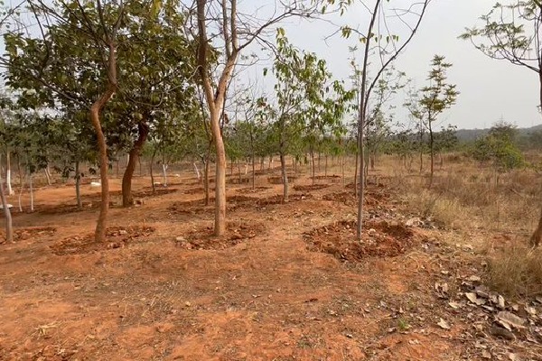 Government committed to protecting nature: Telangana CM