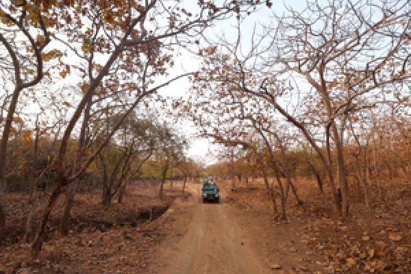 27 wildlife sanctuaries in Gujarat closed to tourists till Oct 15