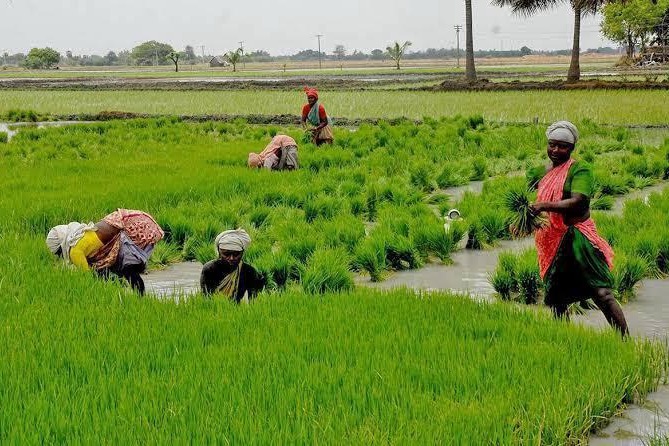 As cooperative societies delay crop loan, TN farmers forced to seek private money lenders
