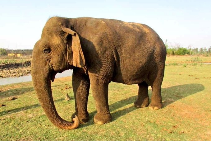 Tearful farewell to centenarian 'Vatsala' at Panna Tiger Reserve