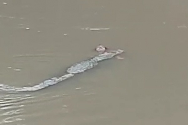 Crocodile kills woman collecting water in MP river