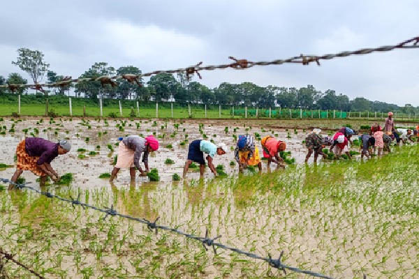 Cabinet approves PM Dhan-Dhaanya Krishi Yojana in big push to agriculture sector