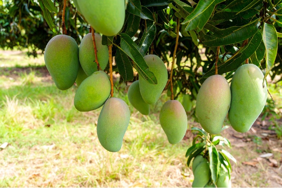Centre approves Market Intervention Price for Andhra Pradesh's Totapuri mangoes