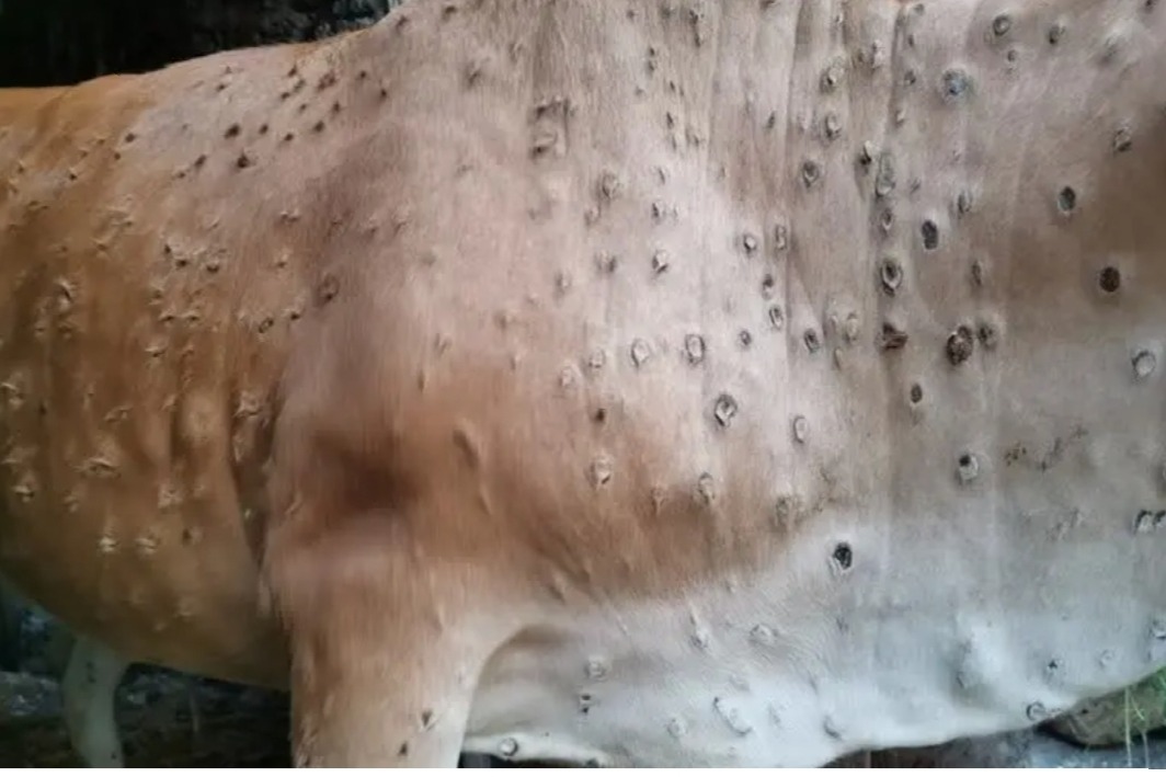 Lumpy Skin Disease reported in 10 states, over 28 cr animals vaccinated: Centre