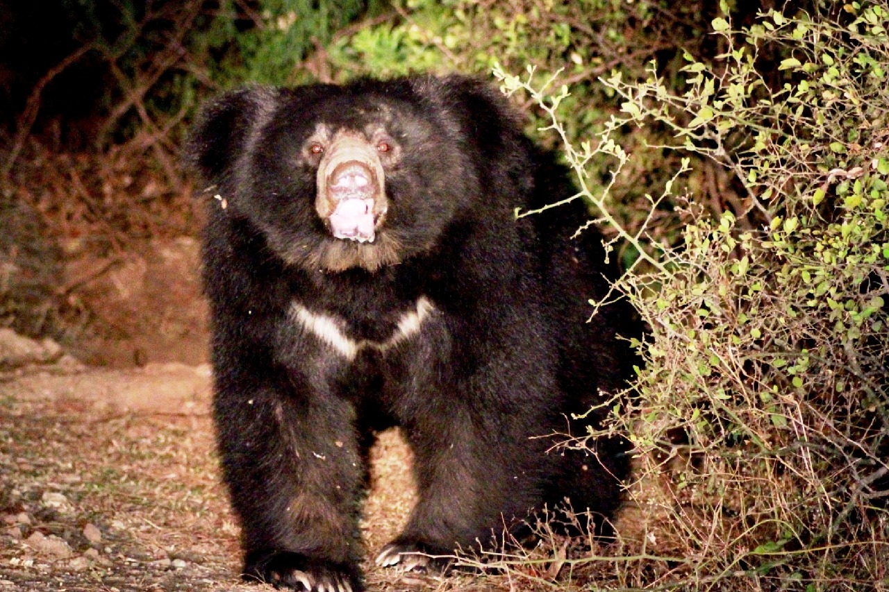 Eight-Year-old Assam boy mauled to death by sloth bear in TN's Valparai
