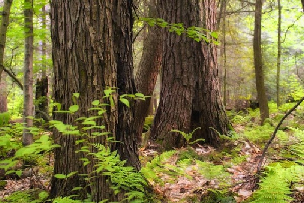 TN plans to introduce AI cameras to reduce human-wildlife conflict in Valparai forest