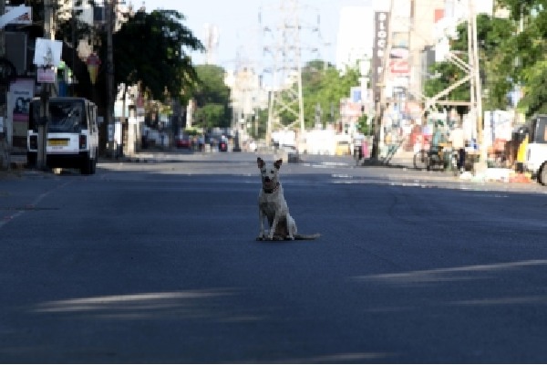 TN BJP leader urges CM Stalin to act on Tamil Nadu’s stray dog crisis