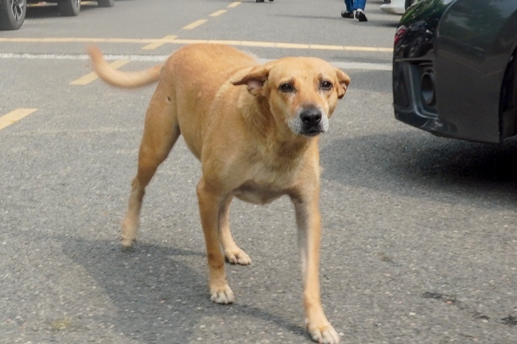 Rajasthan becomes 'first' state to implement Supreme Court's order on stray dogs