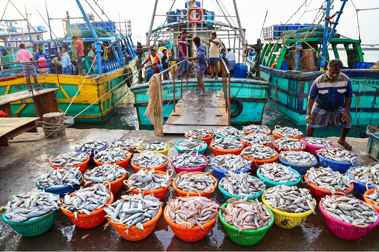 India’s shrimp exports to drop sharply due to US tariffs, alternative markets to offer support