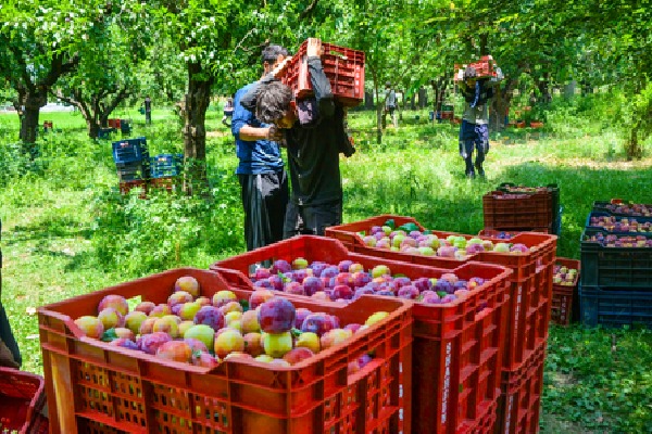 GST rate cuts come as booster shot for agriculture & dairy sectors