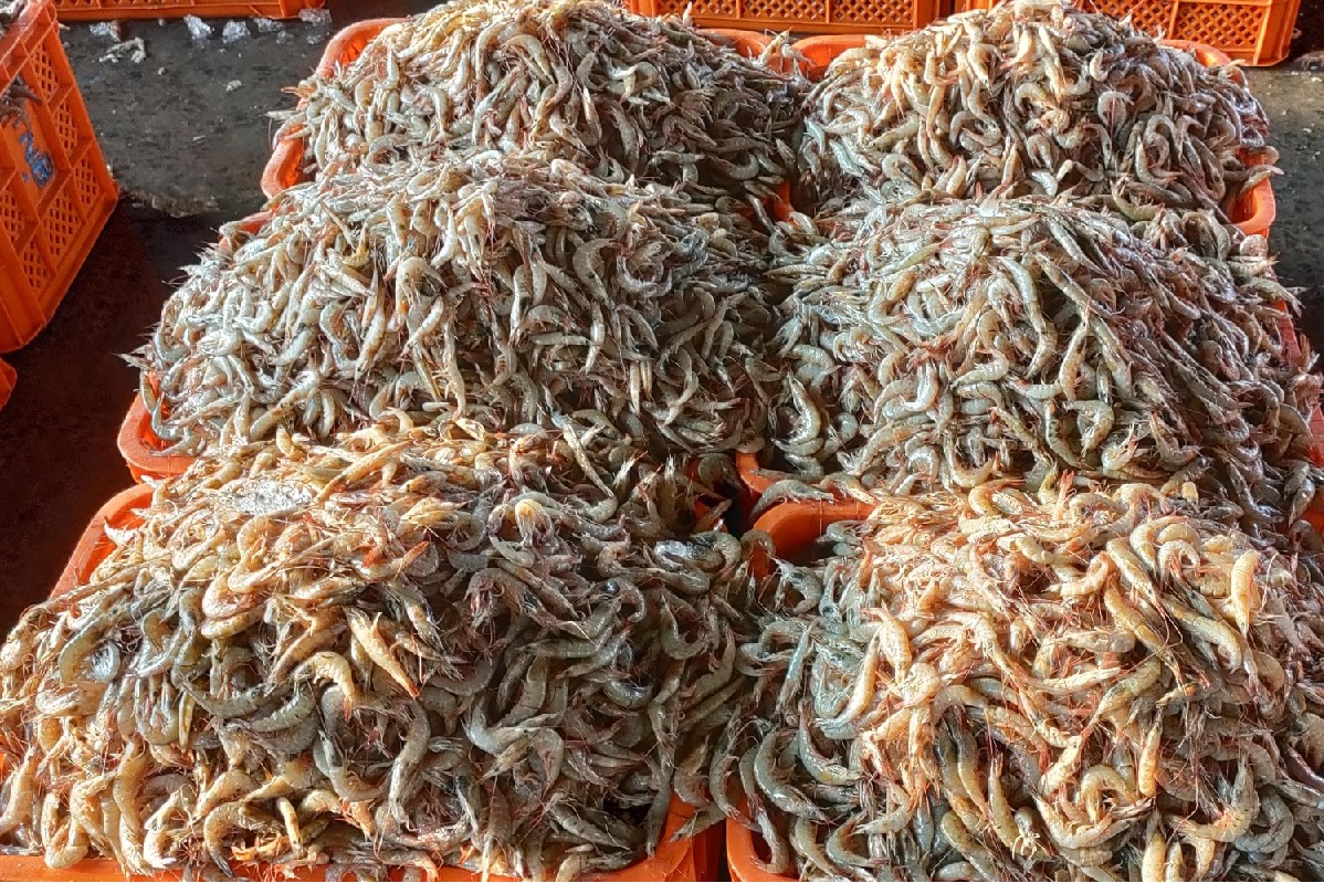 EU lists 102 new Indian fishery establishments for exports: Govt