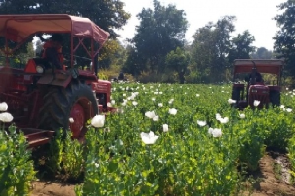 Centre paves way for more farmers to benefit from opium poppy cultivation