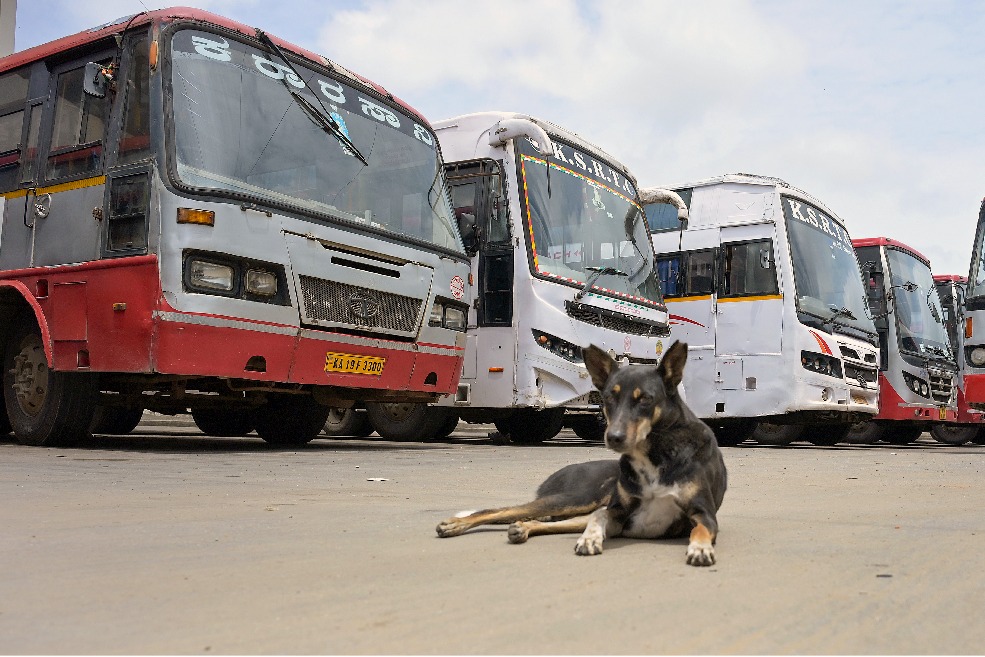 Animal activists urge police protection for feeders as tensions rise over stray dogs