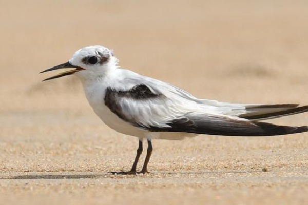 Rare coastal birds return to Chennai after four decades