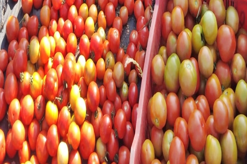 Andhra farmers throw tomatoes on roads as prices crash