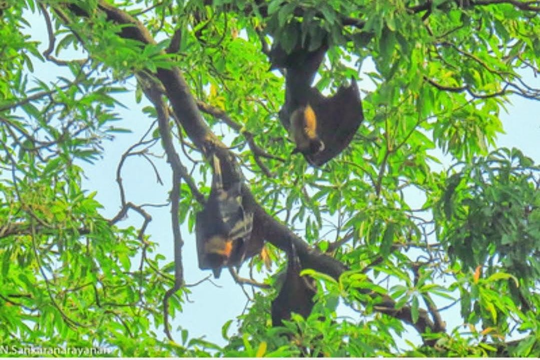 During Diwali, Perambur in TN chooses silence to protect its sacred bats