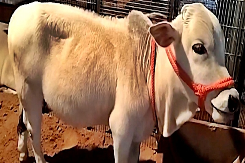 Punganur cow steals the spotlight at Pushkar Fair
