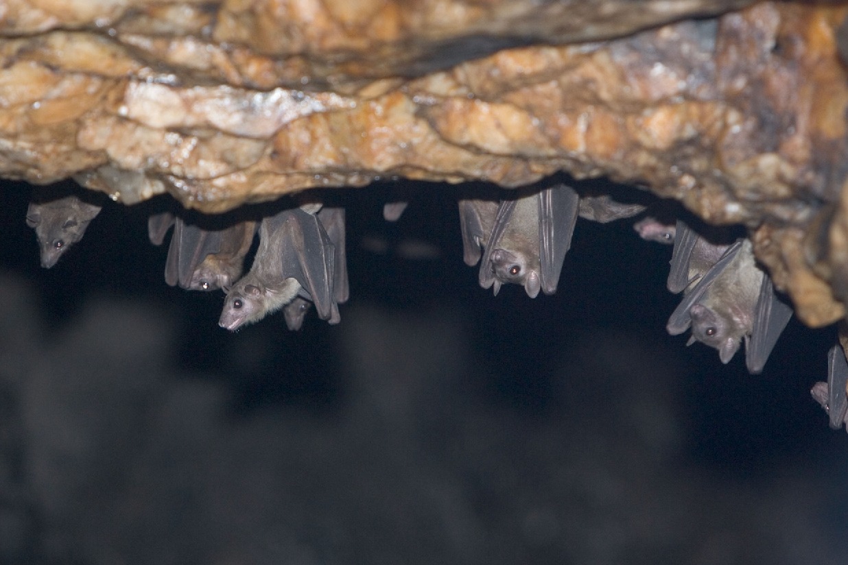 Scientists detect new Covid-like virus from moustached bats in Brazil