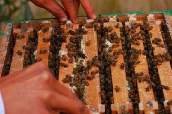 'Sweet Revolution': India becomes world’s 2nd largest honey exporter