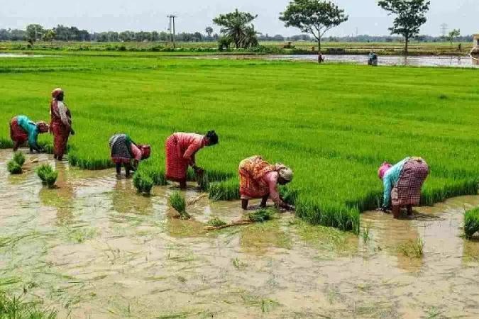 Kuruvai paddy procurement nears completion in TN‘s Delta; farmers seek compensation for rain damage