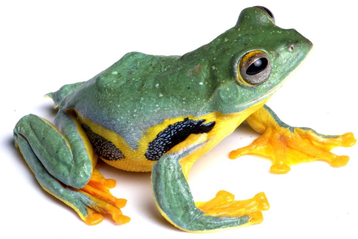 Vibrant aquatic and reptile life thrives along and beneath iconic grasslands of Assam’s Kaziranga National Park