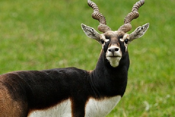 Death of 28 endangered blackbucks raises concern in K'taka; authorities await reports