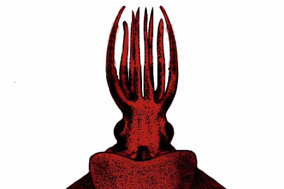 Rare deep sea 'Octopus Squid' discovered in Arabian sea by CMFRI scientists