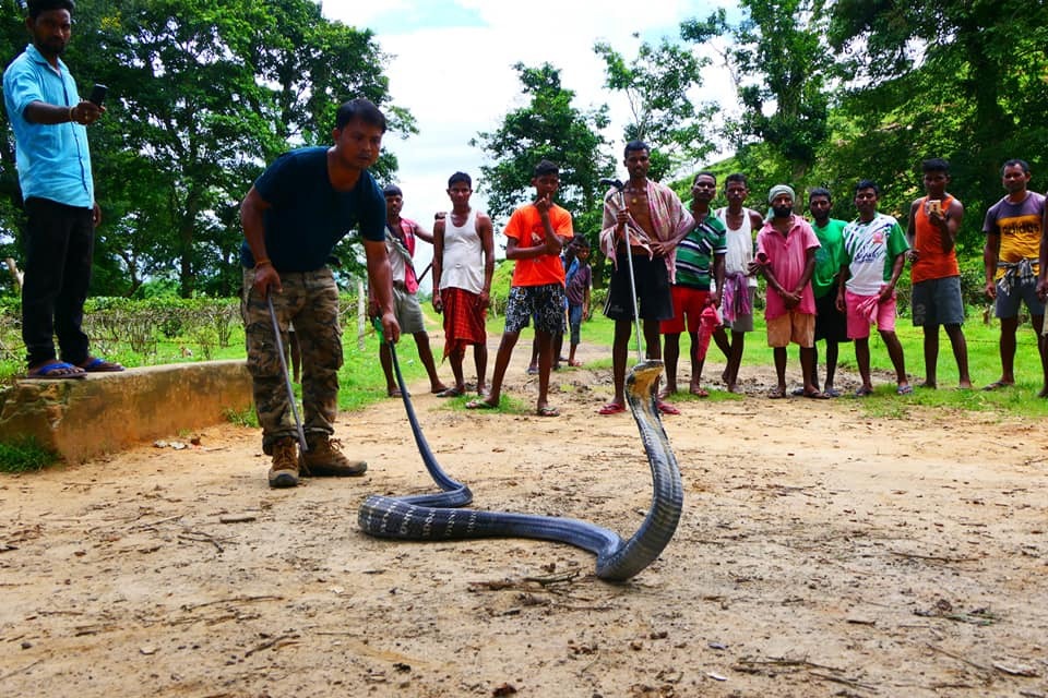 Karnataka govt to form special team for King Cobra rescues