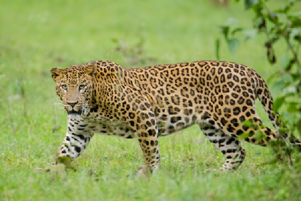 Five-year-old boy mauled to death by leopard in TN's Valparai