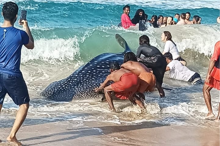 13-foot whale shark rescued in Kollam in Kerala's 50th coastal rescue effort