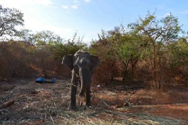 Sri Lanka to revive tourism after Cyclone Ditwah