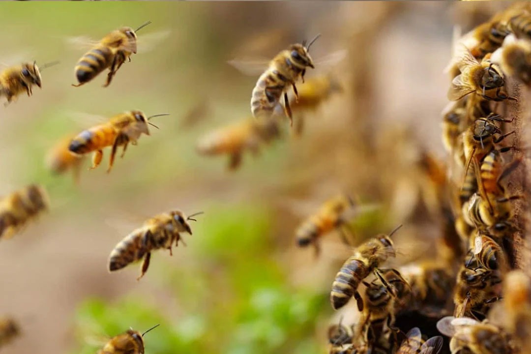 సంగారెడ్డి జిల్లాలో తేనెటీగల బీభత్సం.. 15 మందికి గాయాలు.. ఒకరి పరిస్థితి విషమం