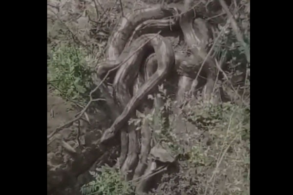 ఒకేచోట 5 భారీ కొండచిలువలు.. హిమాచల్‌లో షాకింగ్ ఘటన.. వీడియో వైరల్!