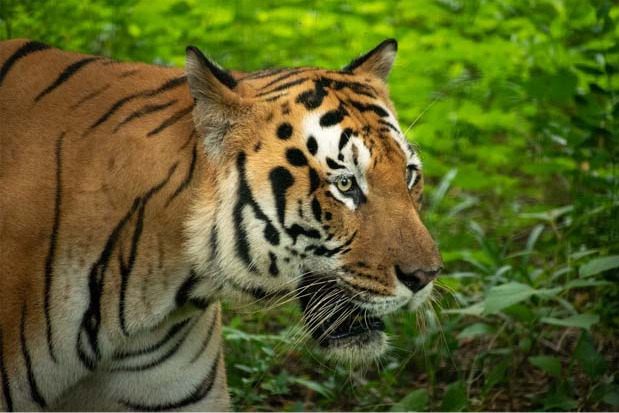 కాకినాడ జిల్లాను వీడి పోలవరం జిల్లాలోకి ప్రవేశించిన పెద్దపులి