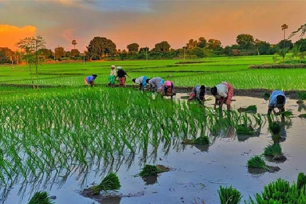 వ్యవసాయ అసిస్టెంట్ల బదిలీలు.. హైకోర్టు ఆదేశాలతో ప్రభుత్వ ఉత్తర్వులు