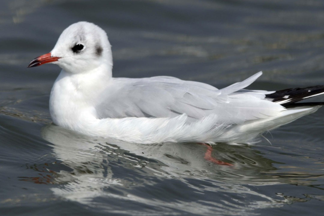 కుమార్తె ఫ్రెంచ్ ఫ్రైస్ తిన్నందుకు పక్షిని చంపిన తండ్రి.. 8 నెలల జైలు శిక్ష విధించిన అమెరికా కోర్టు