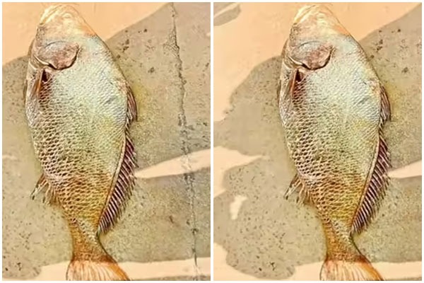 పశ్చిమగోదావరి జాలర్ల వలలో అరుదైన 'గోల్డెన్ ఫిష్'.. ఒకే వేటతో లక్షాధికారులైన మత్స్యకారులు