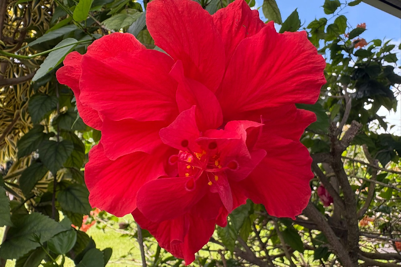 కర్ణాటకలో మందారపువ్వు తిని ఆరున్నర నెలల చిన్నారి మృతి