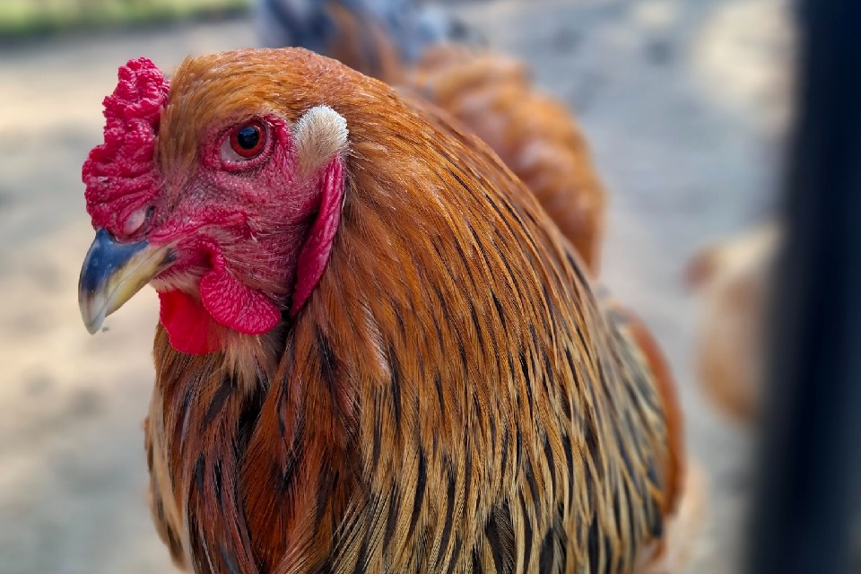 రేపటి నుంచి తెలంగాణలో చికెన్ దుకాణాలు బంద్.. ఎందుకంటే?